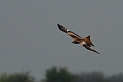 Red kite - D